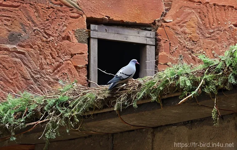 비둘기의 번식 주기 - **"L'Amour est dans l'Air: A Parisian Pigeon Courtship"**
    A male rock dove pigeon in a romantic,...